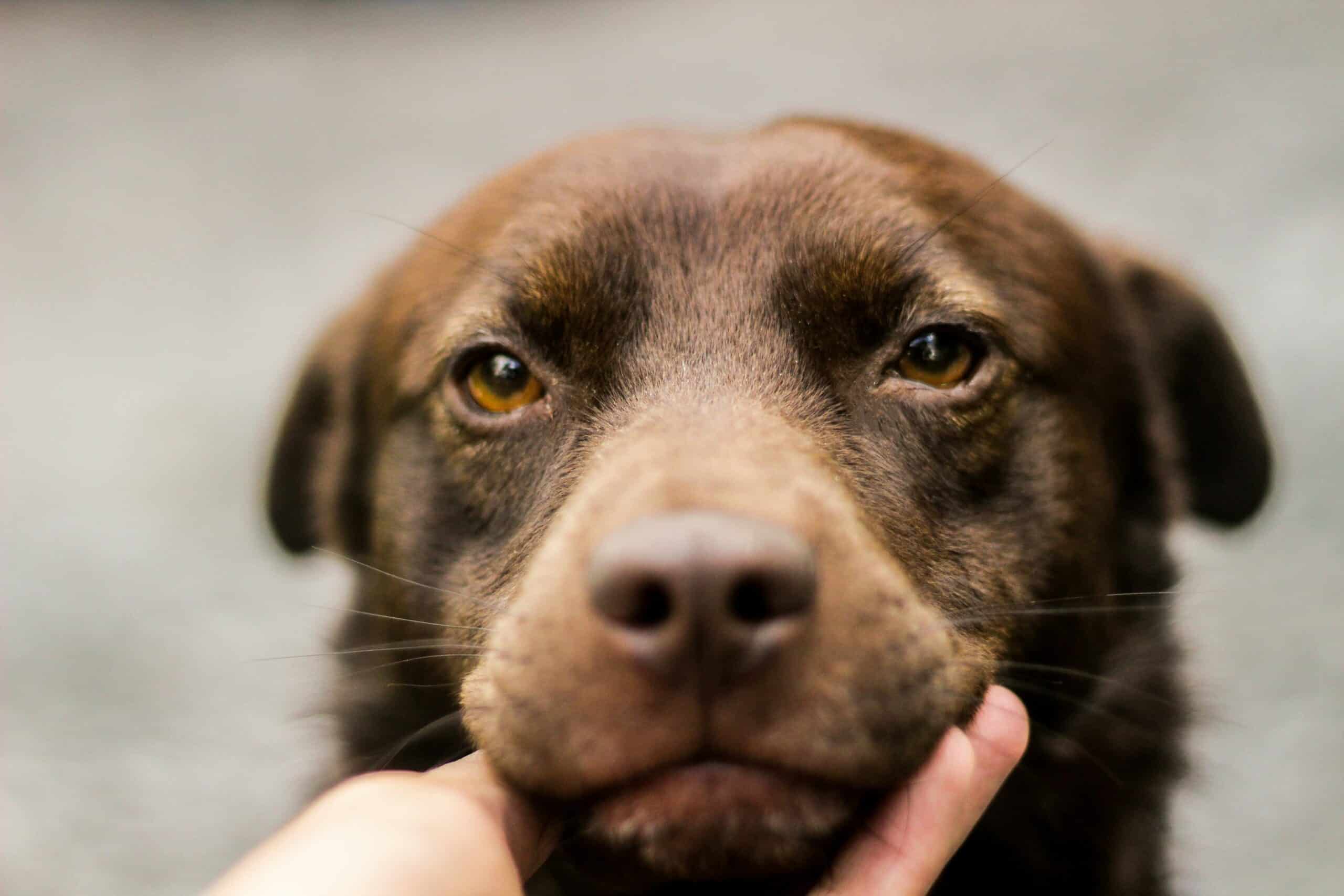 Cute loyal brown dog looking at camera