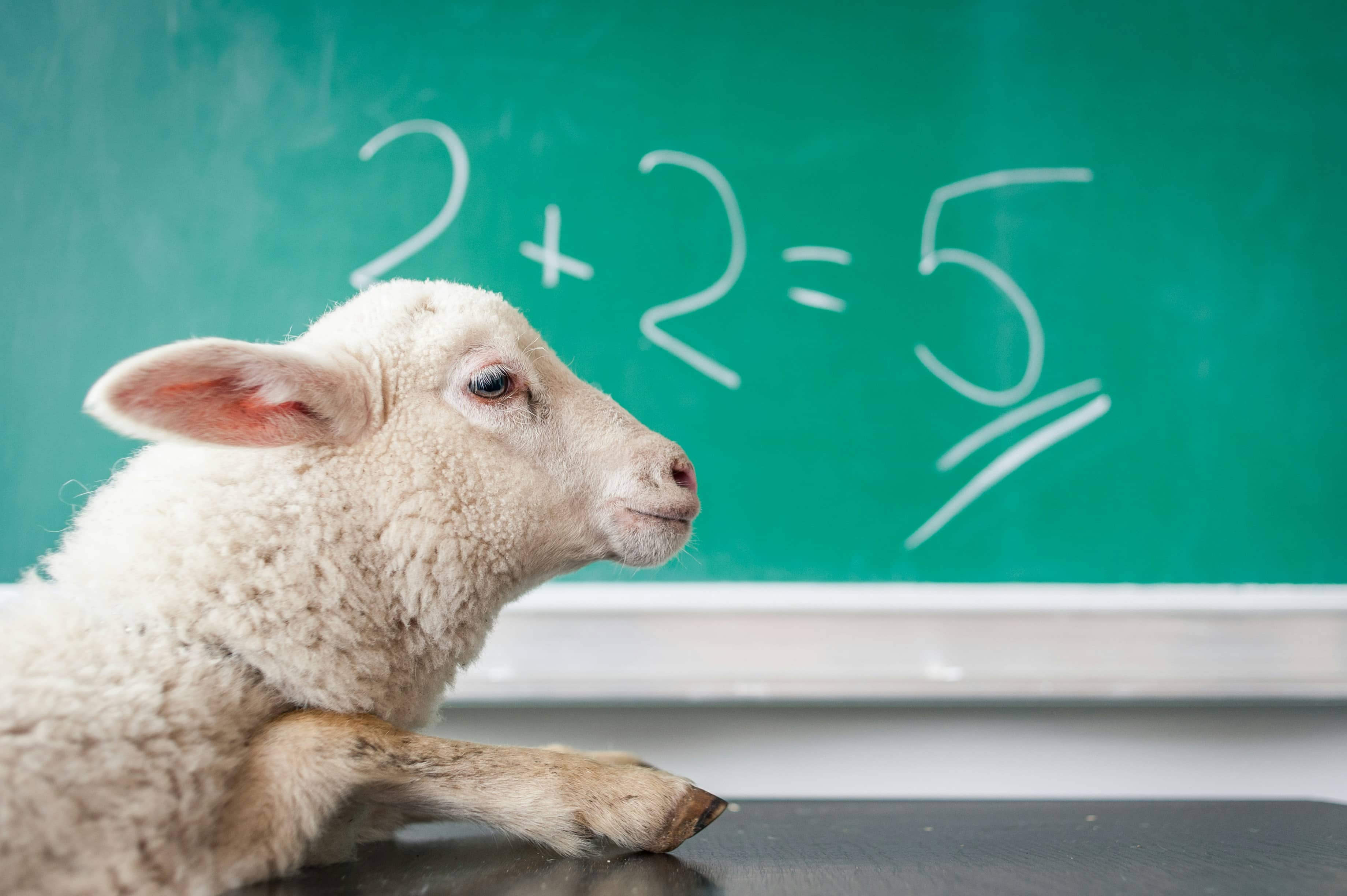 Picture of a sheep at a desk behind is a whiteboard with 2 + 2 = 5